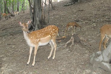 Jestem piękna #Góry #BeskidŚląski #Ustroń #Ptaki #Równica