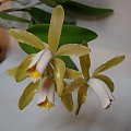 Cattleya forbesii