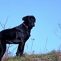 Luna #CaneCorso