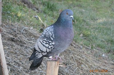 Rysie Polskie #gołębie #rysie #zwierzęta