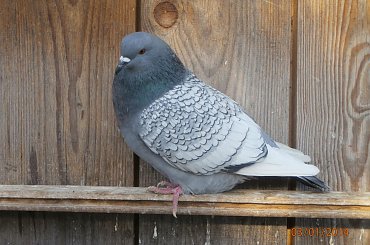 Rysie Polskie #gołębie #rysie #zwierzęta