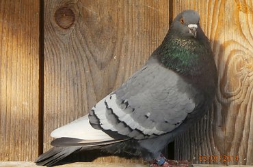 Rysie Polskie #gołębie #rysie #zwierzęta