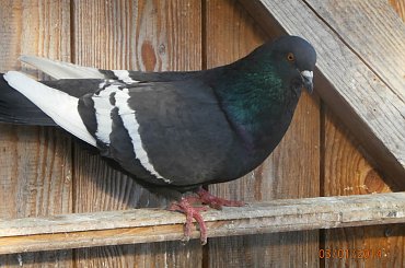 Rysie Polskie #gołębie #rysie #zwierzęta