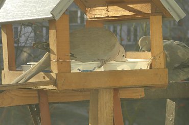 sierpówki #dokarmianie #karmnik #Mazurki #ptaki #sierpówki