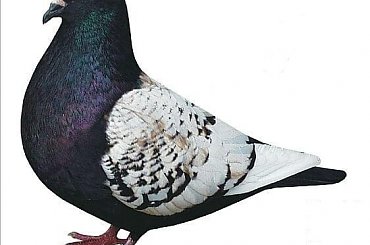 Ryś Polski #gołębie #rysie #zwierzęta