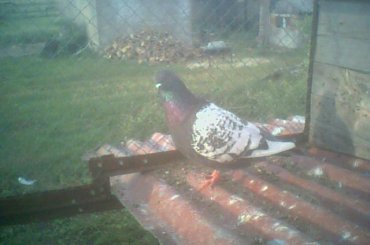 #zwierzęta #gołębue #rysie