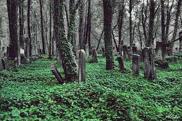 na cmentarzu ... #cmentarz #las
