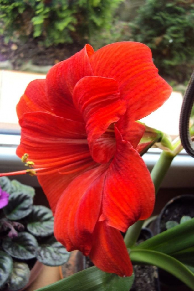 Hippeastrum z nasion