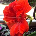 Hippeastrum z nasion