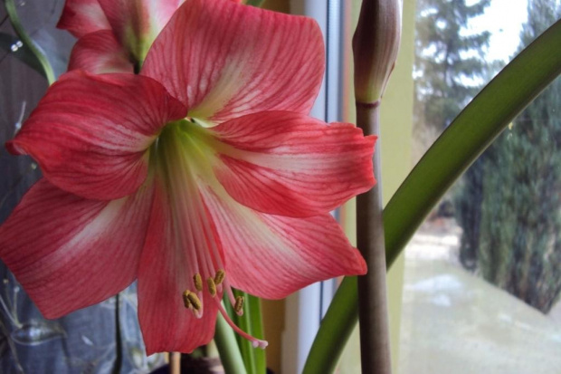 Hippeastrum z nasion