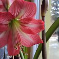 Hippeastrum z nasion