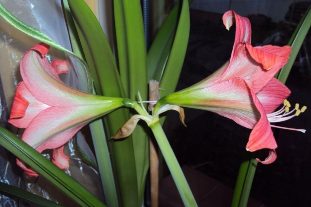 Hippeastrum z nasion