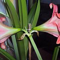 Hippeastrum z nasion