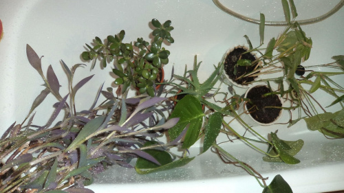 roślinki w kąpieli