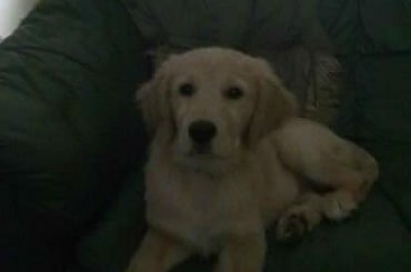 toby #GoldenRetriver