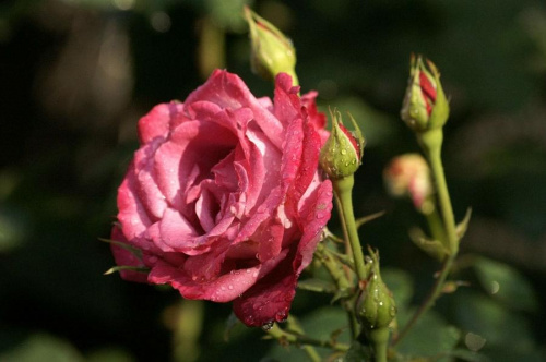 #kwiat #roza #róża