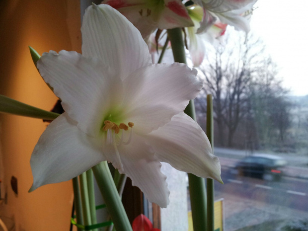 #hippeastrum