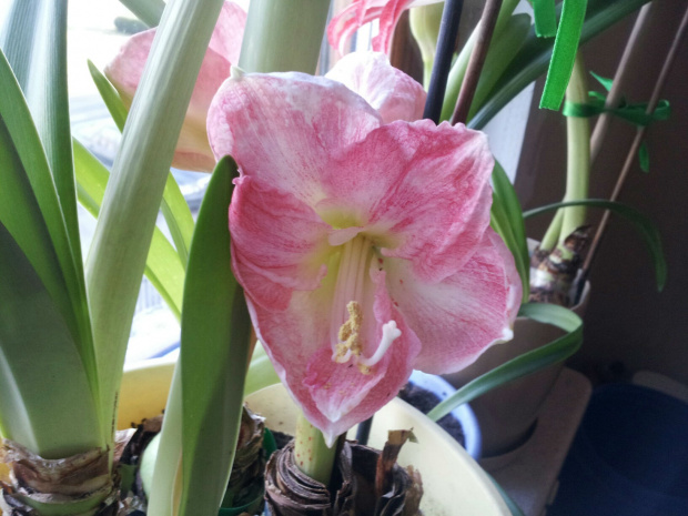 #hippeastrum