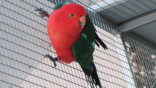 papugi