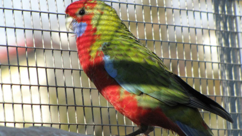 papugi