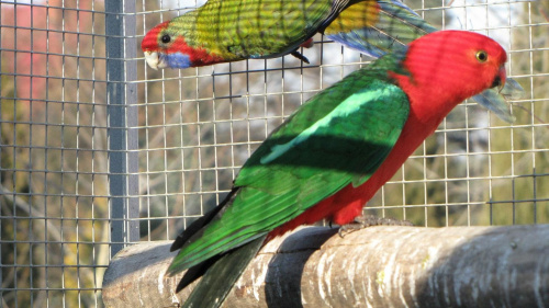 papugi