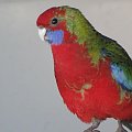 papugi