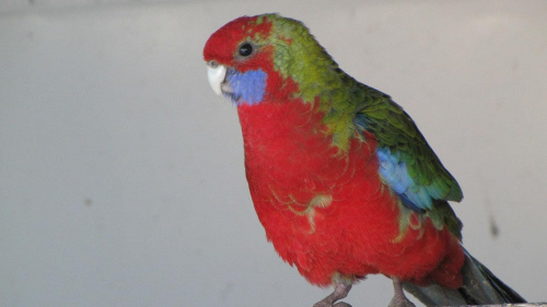 papugi