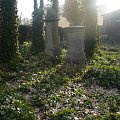 Cmentarz żydowski w Zabrzu #CmentarzŻydowskiWZabrzu #kirkuty