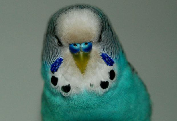 towarzyska papuga Blu