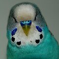 towarzyska papuga Blu