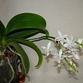 Phalaenopsis equestris v alba