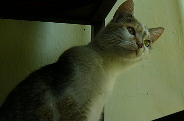 #Zwierzęta #koty #konie #ptaki #gryzonie