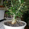 adenium