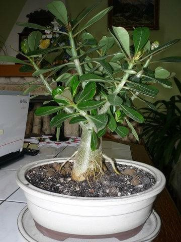 adenium