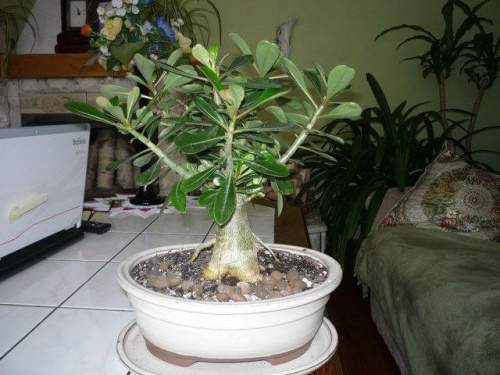 Adenium