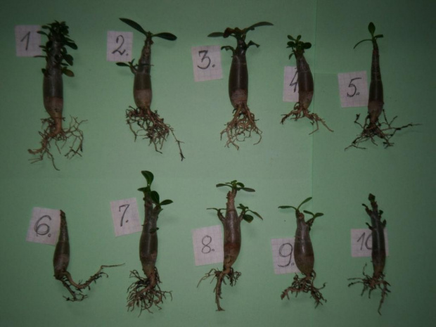 adenium obesum