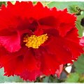 Begonia