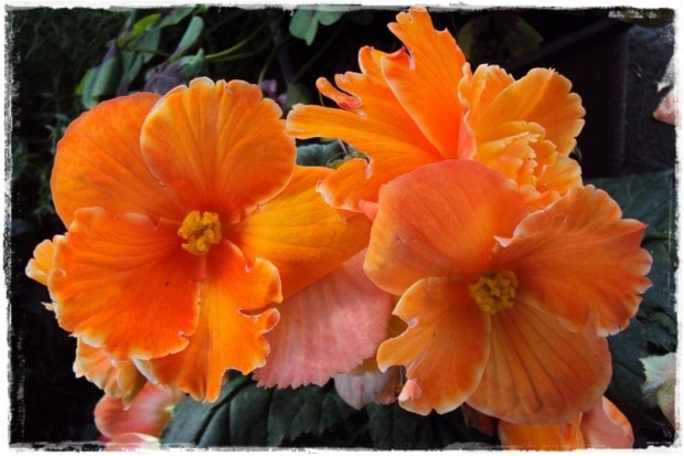 Begonia