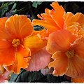 Begonia