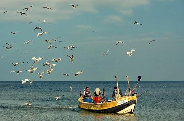 Powrót z połowu na Zatoce Gdańskiej - mewy wiedzą czy warto towarzyszyć rybakom #morze #kuter #połów #powrót #mewy