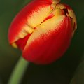 #kwiatki #tulipan