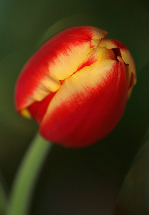 #kwiatki #tulipan