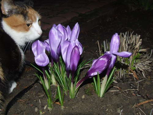 #kot #kwiatki #wiosna