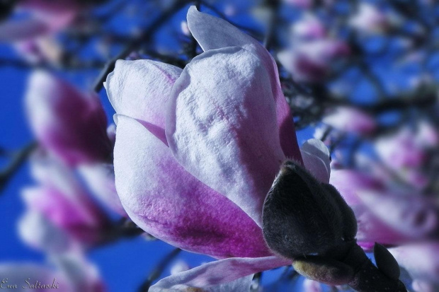 Magnolie... Moja wiosna:) #kwiat #magnolie #wiosna