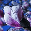 Magnolie... Moja wiosna:) #kwiat #magnolie #wiosna