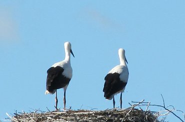 #bociany #Podhale #Tatry