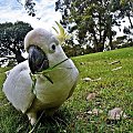 Kakadu #PapugaKakadu
