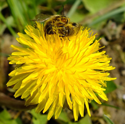 Walka o pyłek :)