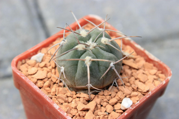 Gymnocalycium spegzzini v. nova TOM 07-084