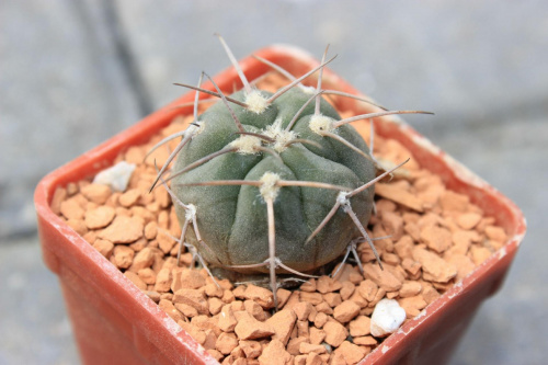 Gymnocalycium spegzzini v. nova TOM 07-084